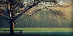 A magestic tree shades a picnic table in Cove Park.