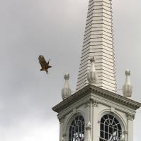 Fourth Place Richard F. Clemens, Jr. - Red Tailed Hawk Flying Off First Church Steeple