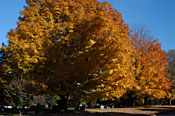 Trees on the green